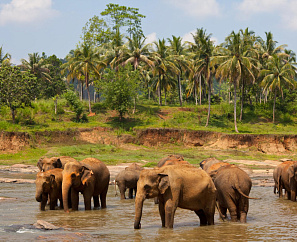 ВЕЛИКОЛЕПНАЯ ШРИ-ЛАНКА.